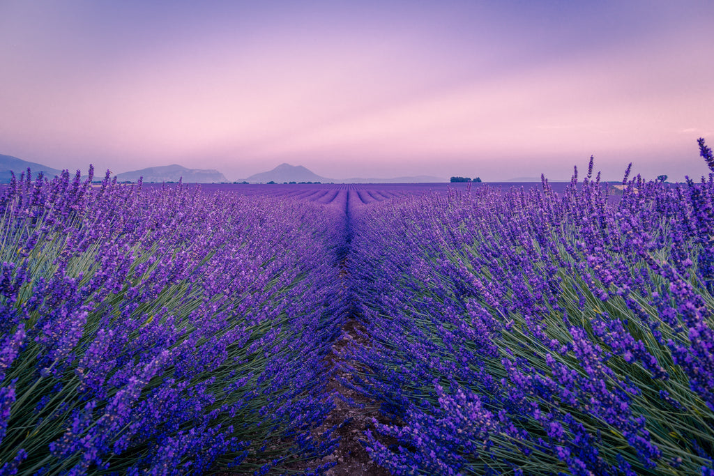 Mixed Berry Lavender Jam image 1