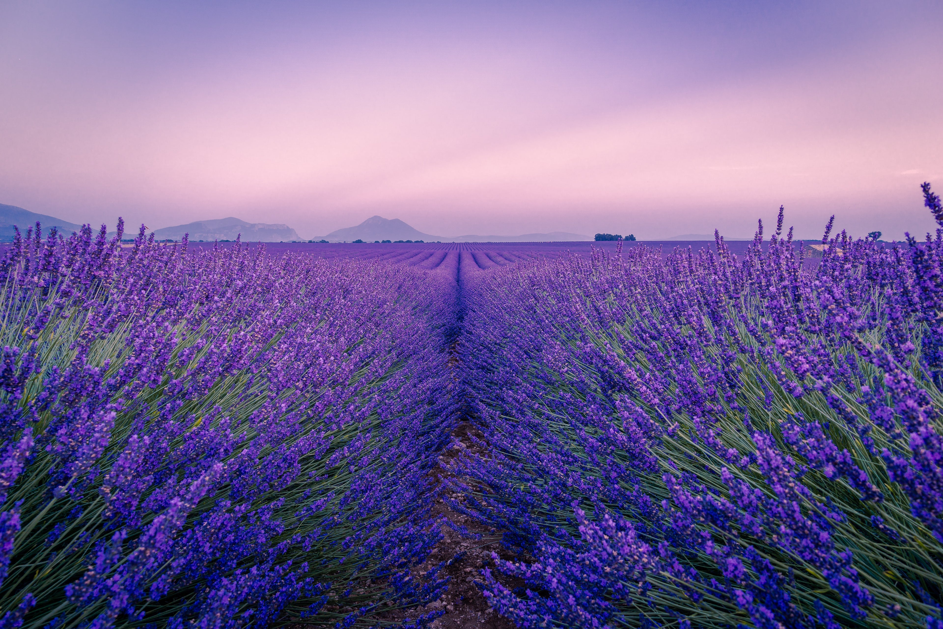 Mixed Berry Lavender Jam image 1
